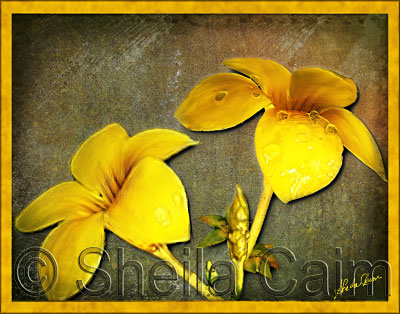 two yellow Allamanda flowers